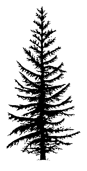 Larch tree